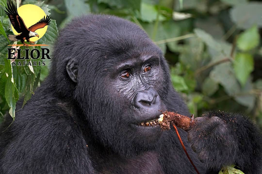 Uganda's Primate Kingdom Safari - 7 Days